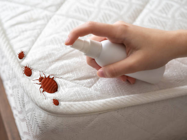 Best Pest Control Near Me  in Albany, CA
