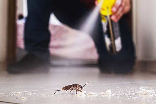 Best Pest Removal Services  in Albany, CA