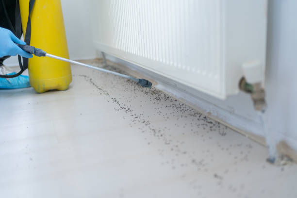 Best Spider Control Near Me  in Albany, CA